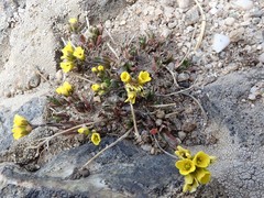 Draba grayana