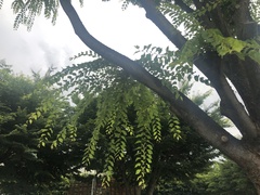 Tracheophyta