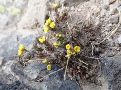 Draba grayana