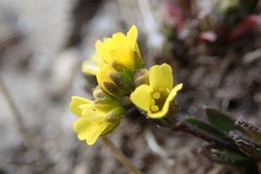 Draba grayana