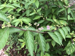 Callicarpa dichotoma