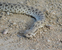 Heterodon nasicus