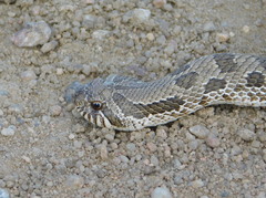 Heterodon nasicus