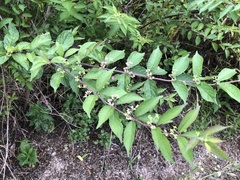 Callicarpa dichotoma