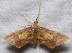 Idaea furciferata