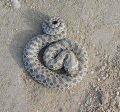 Heterodon nasicus