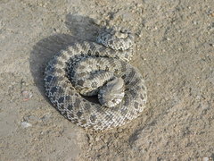 Heterodon nasicus