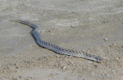 Heterodon nasicus