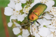 Cryptocephalus hypochaeridis