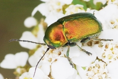 Cryptocephalus hypochaeridis