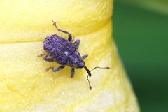 Ceutorhynchus pallidactylus