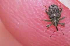 Ceutorhynchus pallidactylus