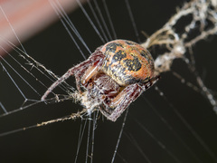 Larinioides suspicax