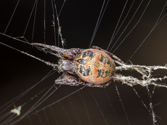 Larinioides suspicax