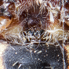 Larinioides suspicax