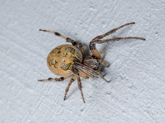 Larinioides suspicax