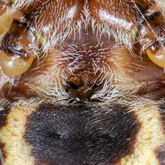 Larinioides suspicax