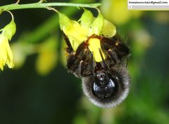 Bombus picipes