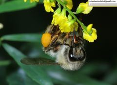 Bombus picipes