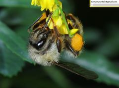 Bombus picipes