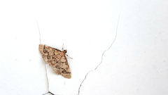 Metasia ophialis