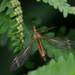 Tipula fascipennis - Photo (c) Erland Refling Nielsen, algunos derechos reservados (CC BY-NC)
