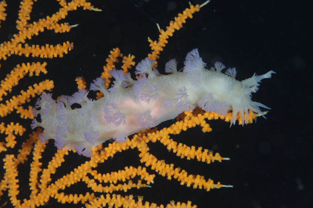 Tritonia griegi