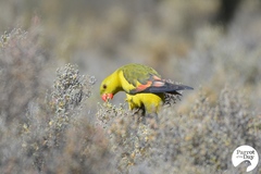 Polytelis anthopeplus monarchoides