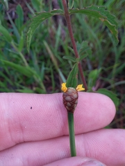 Xyris louisianica