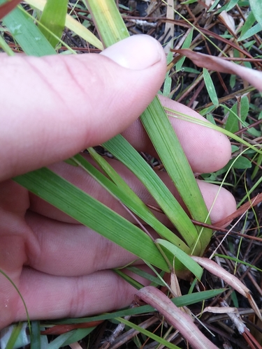 Image of Xyris louisianica by (c) Will McFarland, some rights reserved (CC BY)