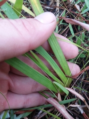 Xyris louisianica