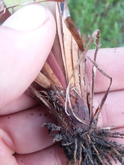 Xyris louisianica