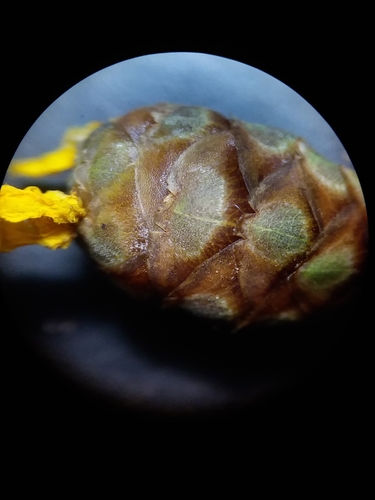 Image of Xyris louisianica by (c) Will McFarland, some rights reserved (CC BY)