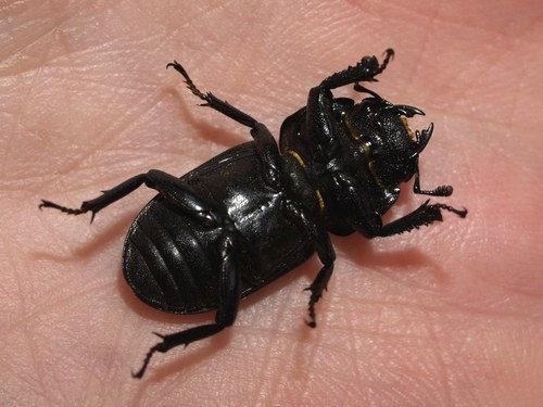 Lesser Stag Beetle, photo 10 of 10