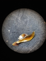 Xyris louisianica