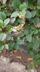 Papilio demoleus