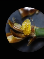 Xyris louisianica
