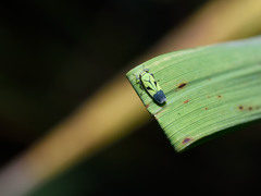 Nephotettix nigropictus