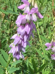 Galega officinalis