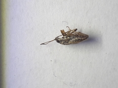 Nysius thymi