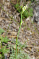Seseli hippomarathrum