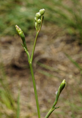 Seseli hippomarathrum