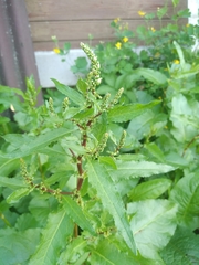 Rumex obtusifolius
