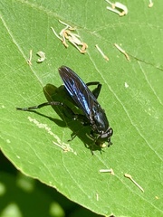 Chalcosyrphus chalybeus