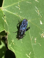 Chalcosyrphus chalybeus