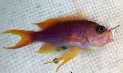 Anthias anthias