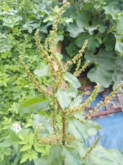 Rumex obtusifolius