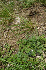 Seseli hippomarathrum