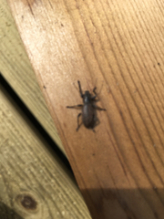 Brachyderes incanus
