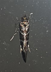 Macrobathra myriophthalma